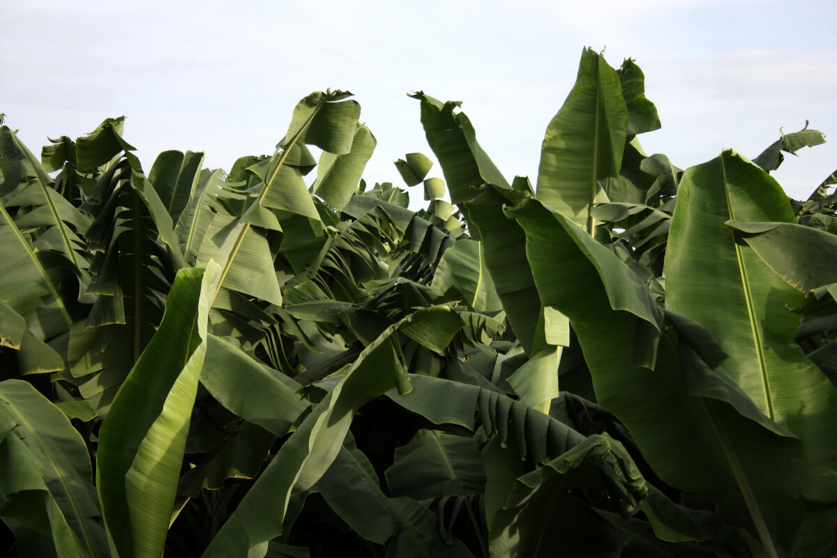 Mixed Backgrounds is a photo enhancement asset for Luminar(55)