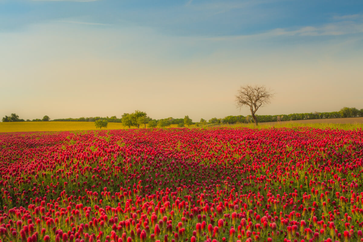 Creative Backgrounds is a photo enhancement asset for Luminar(54)