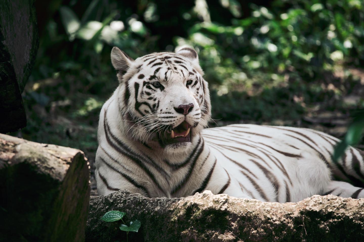 Animal Kingdom LUTs — slide 2