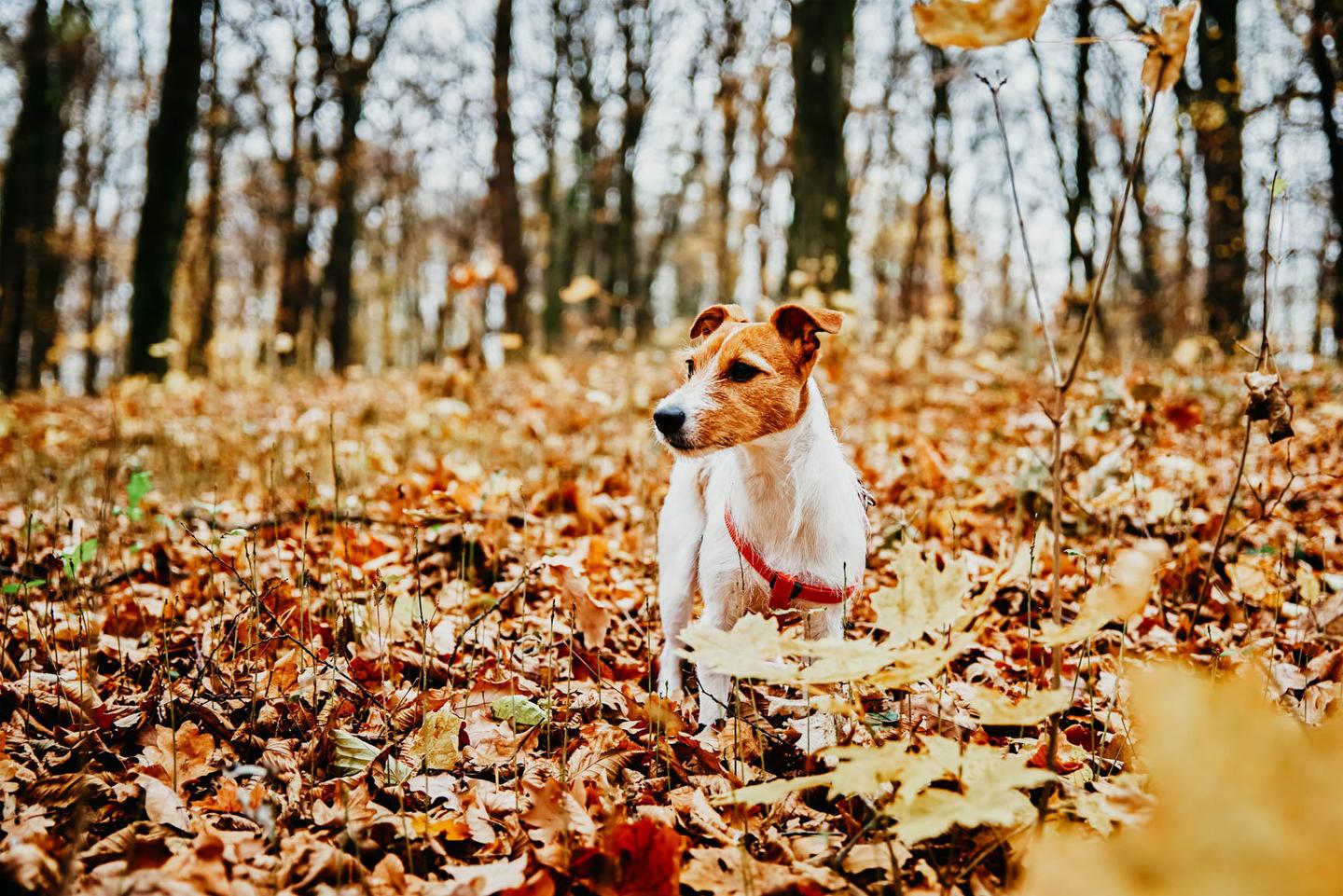 GOLDEN LEAVES — slide 3