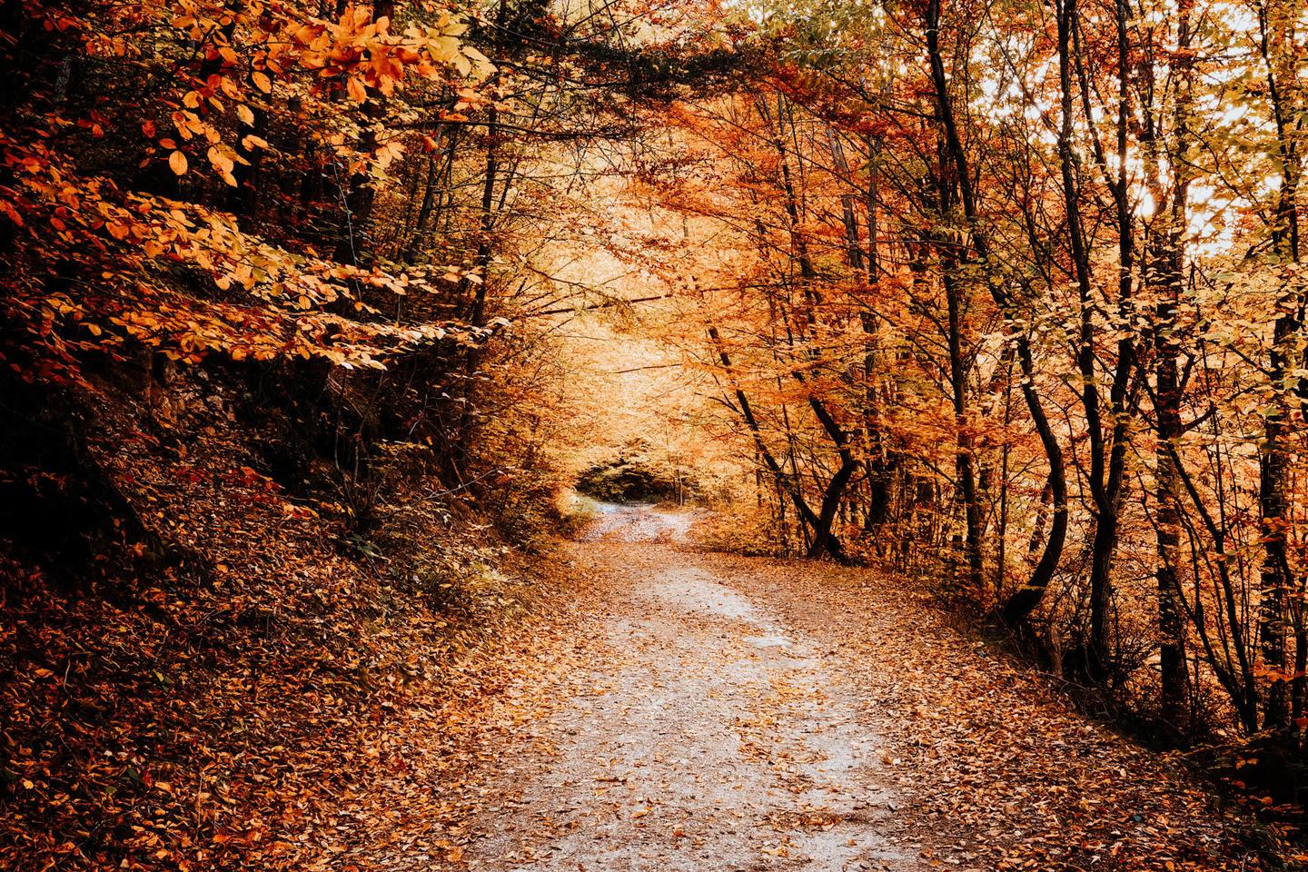 GOLDEN LEAVES — slide 1
