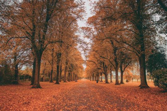 Autumn Symphony LUTs image