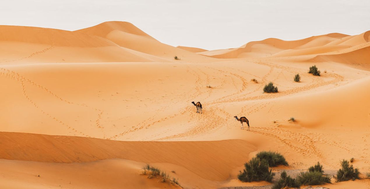 Désert du Sahara(43)