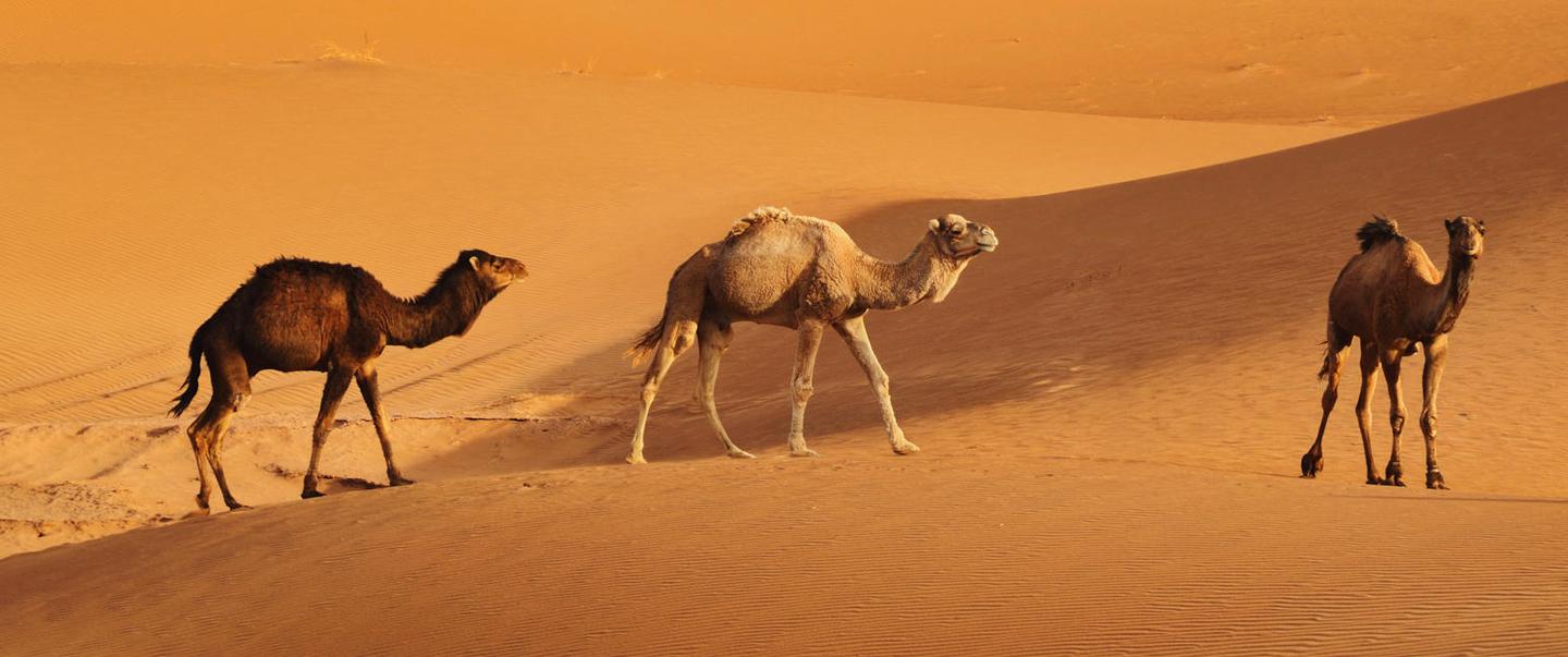Desert Vibes LUTs — slide 1