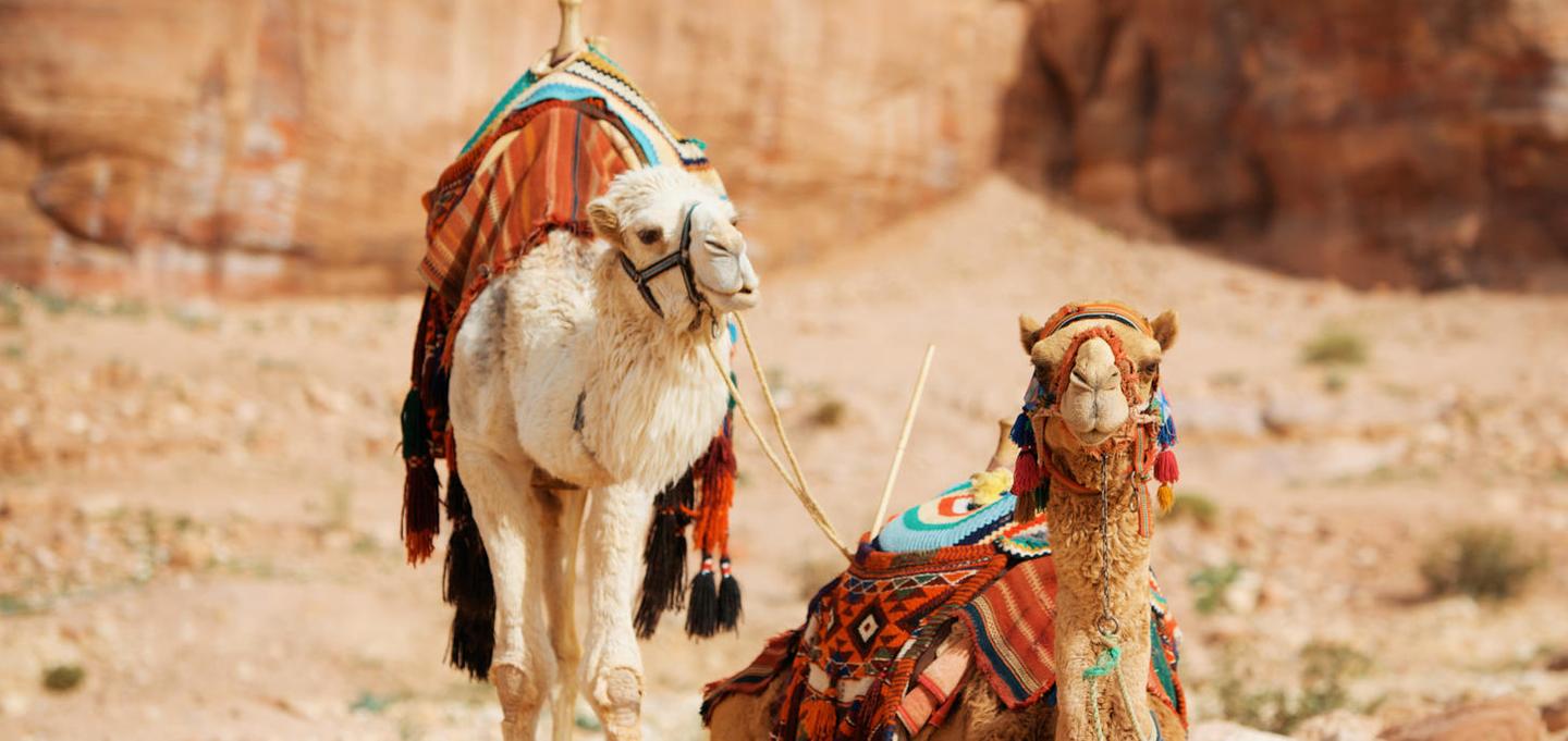 Desert Vibes LUTs — slide 2