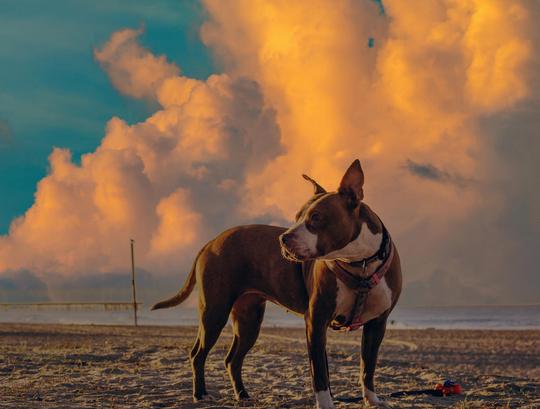 Golden Sunsets image