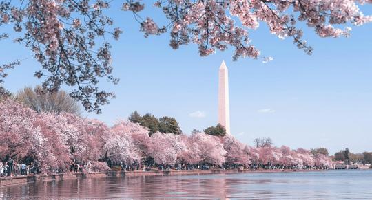 Blossom Season image