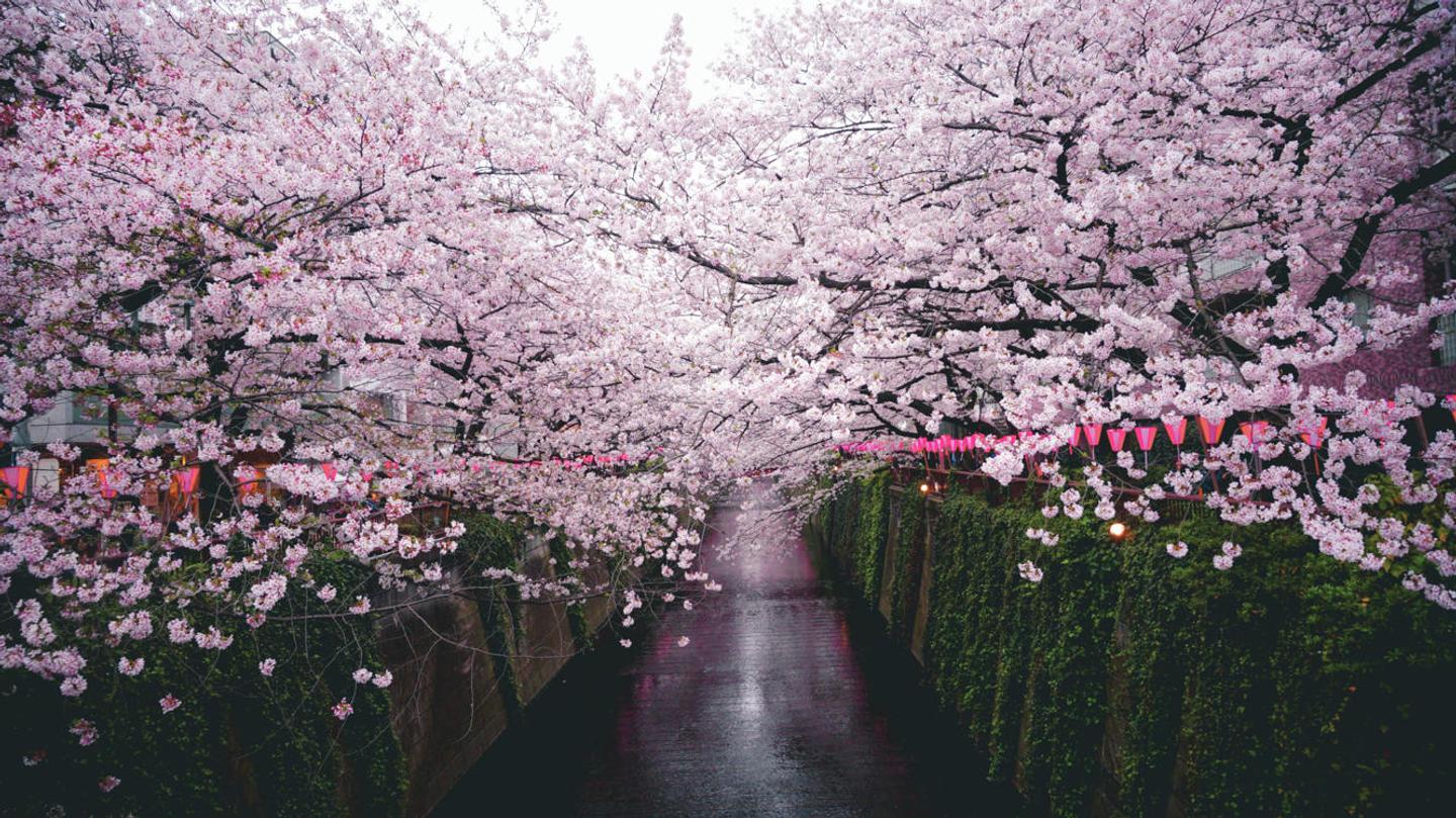 Blossom Season — slide 1
