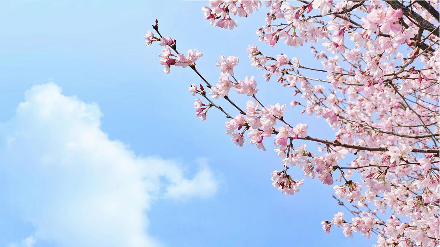 Blossom Season — slide 2