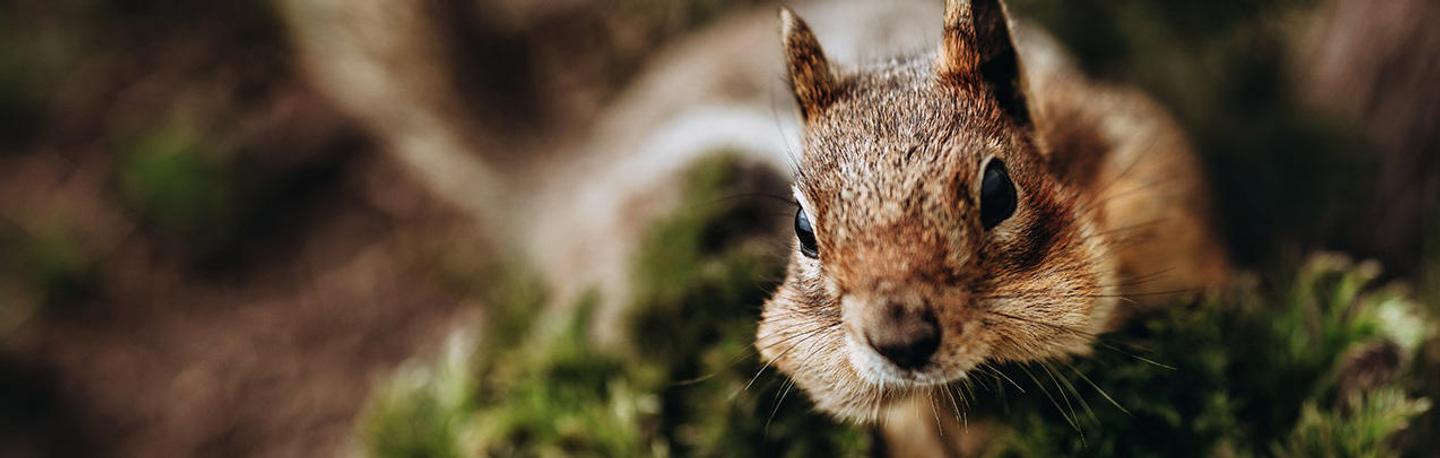 Wildlife Adventure — slide 2