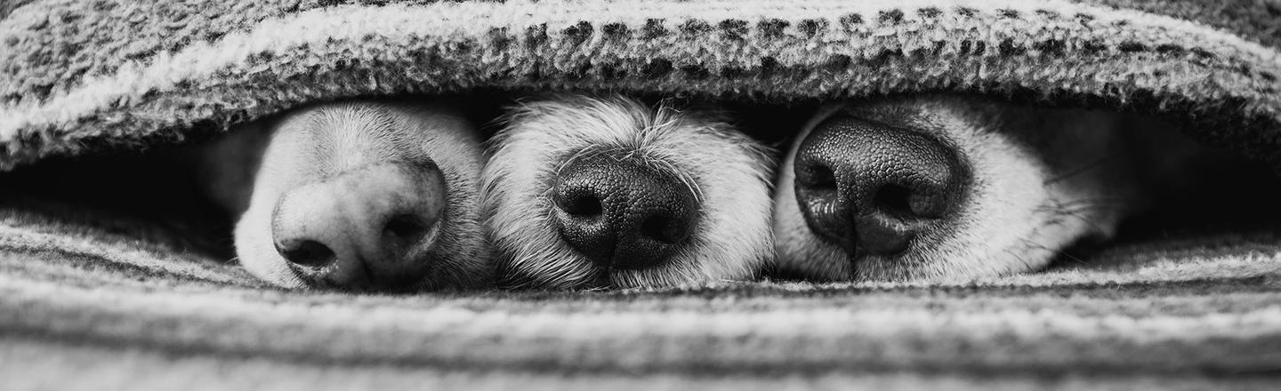 Beloved Pets — slide 2