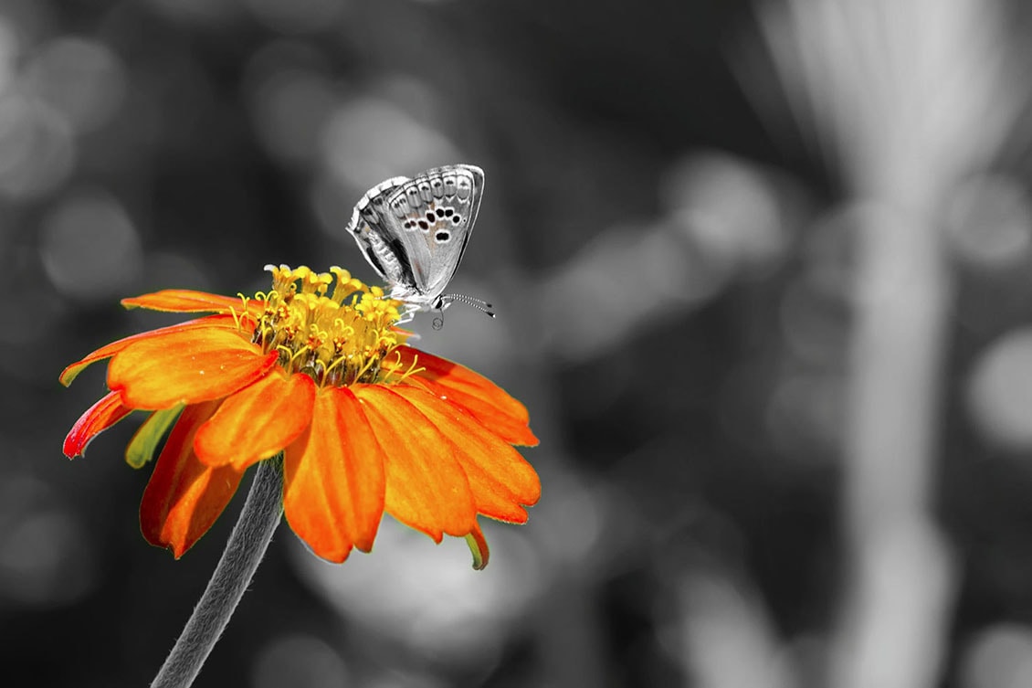 Create a Color Splash in Your Photos  (5)