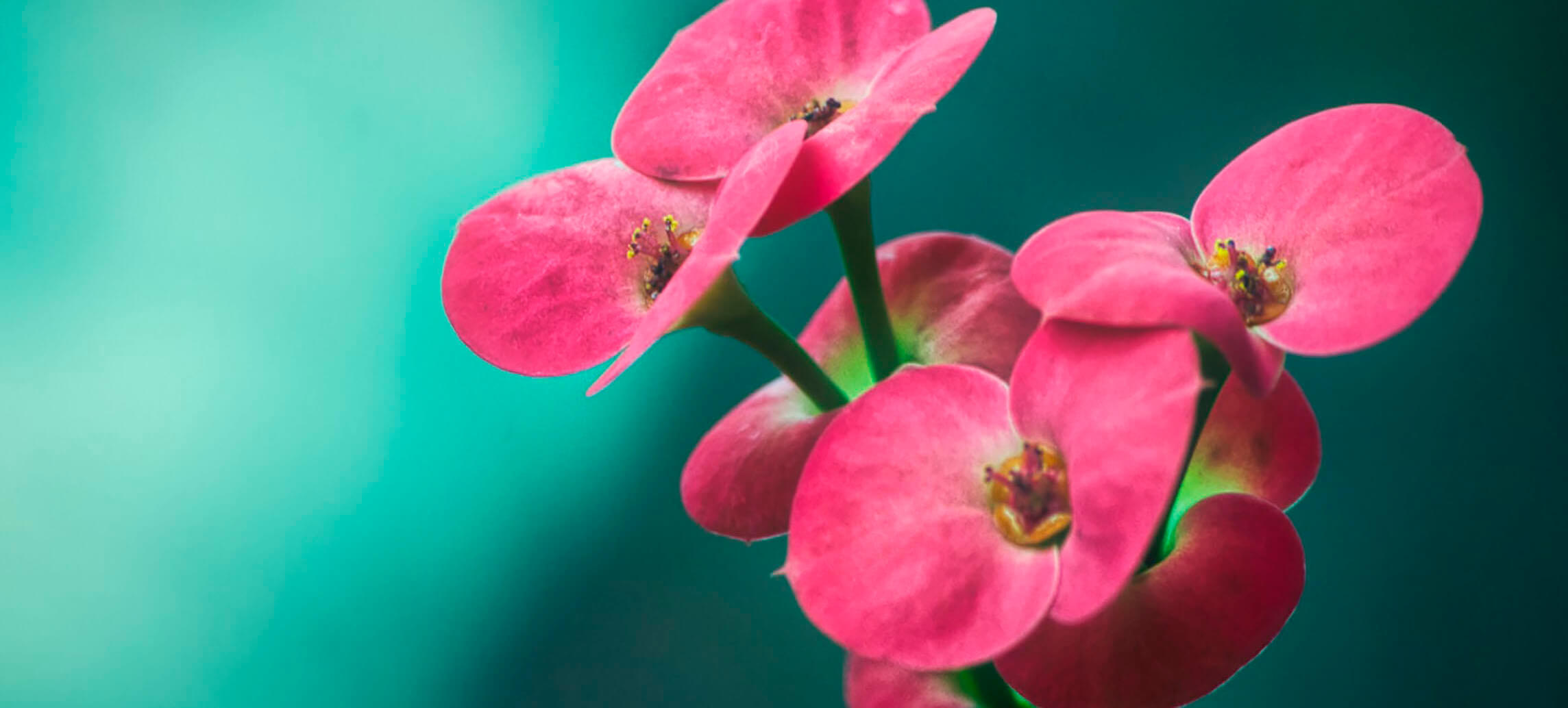 Noise Reduction Made Easy With Luminar 4(21)