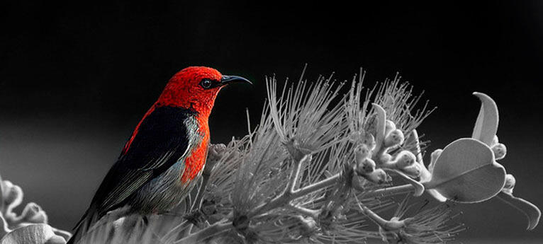 Five Steps to Remove a Background From an Image (8)