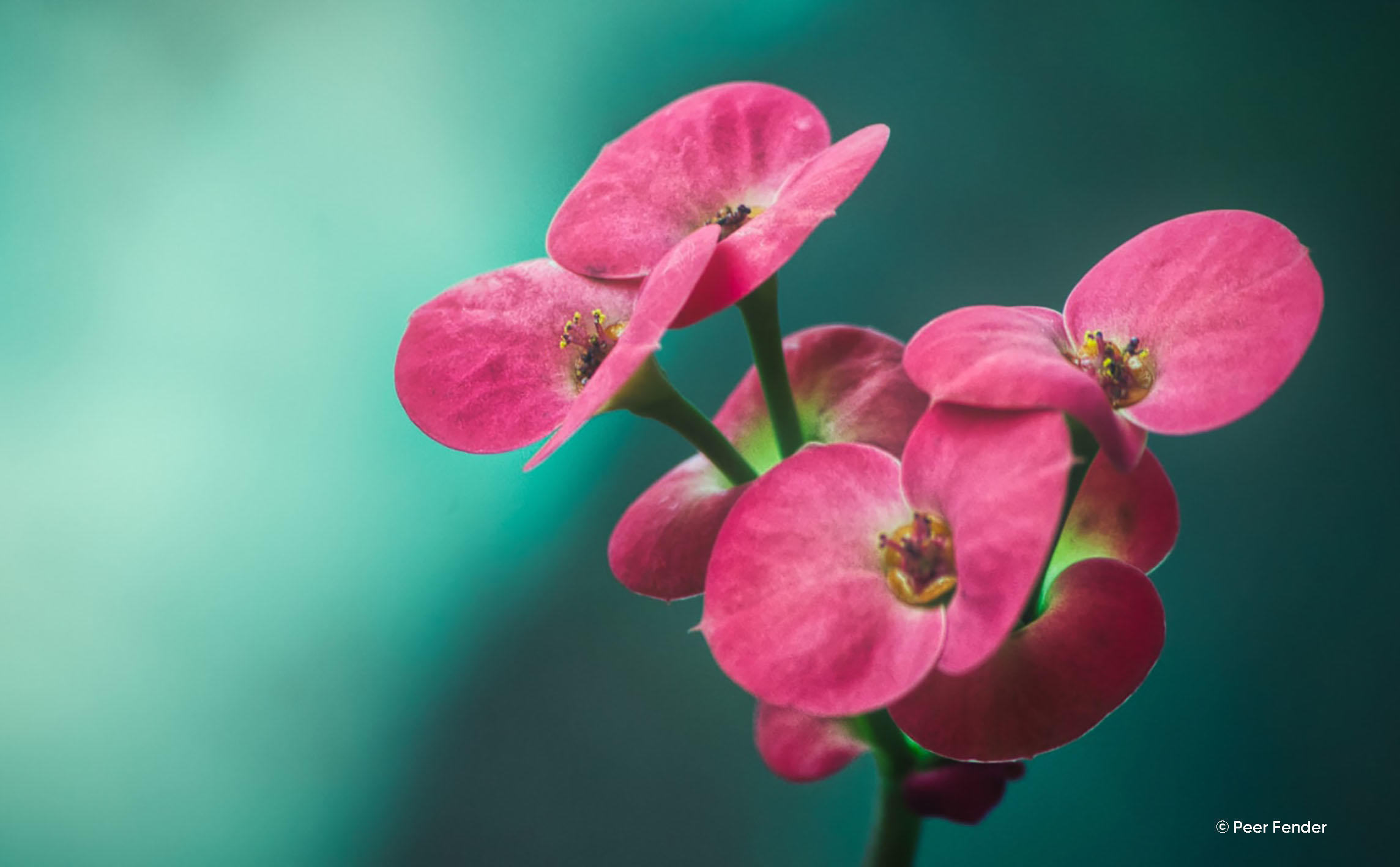 Color Photo Editor Make Your Images Shine