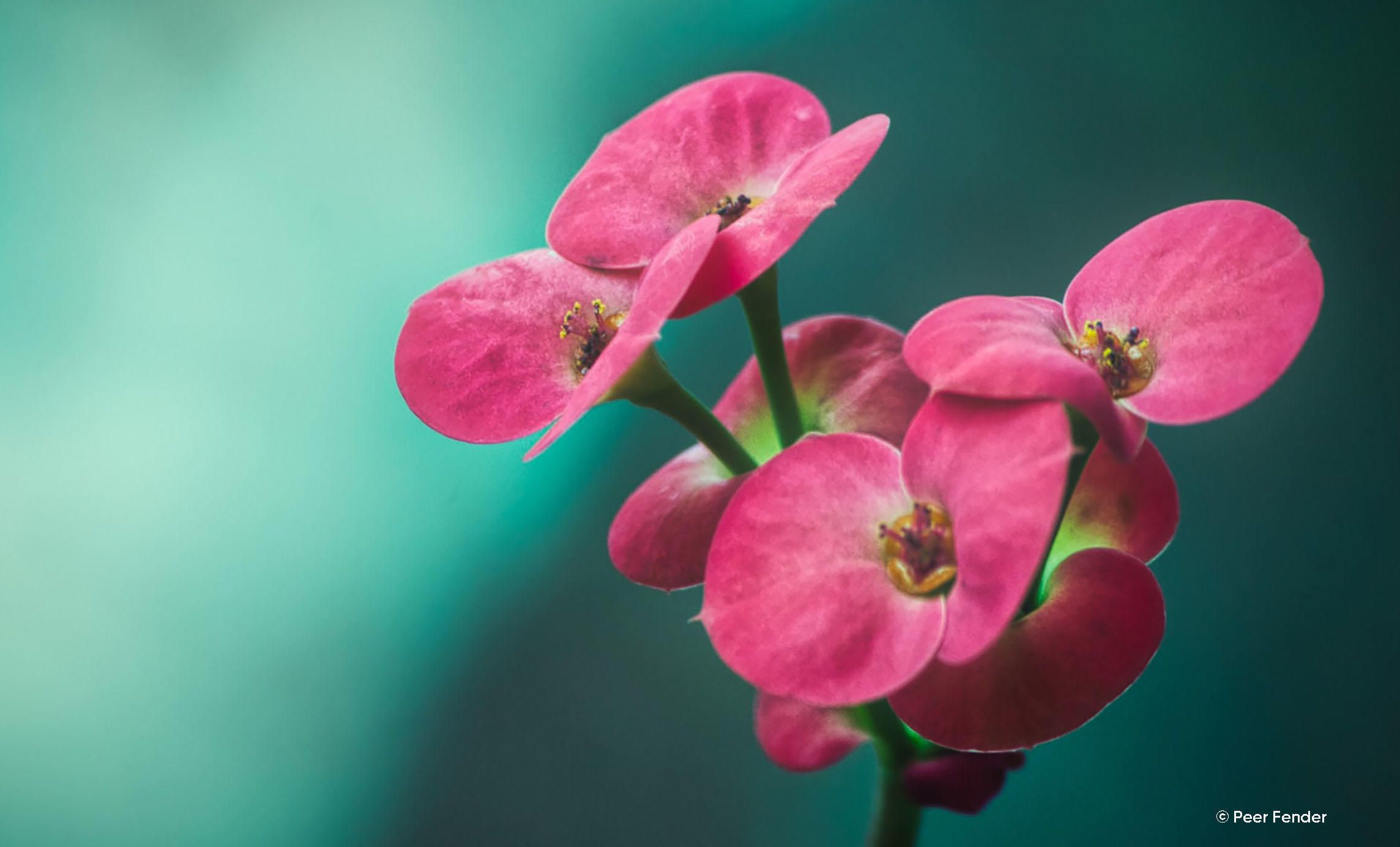 Color Photo Editor: Make Your Images Shine