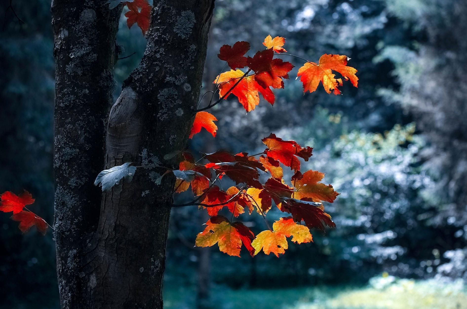 Selective Color – The Best Tool to Control Your Photo’s Colorscape