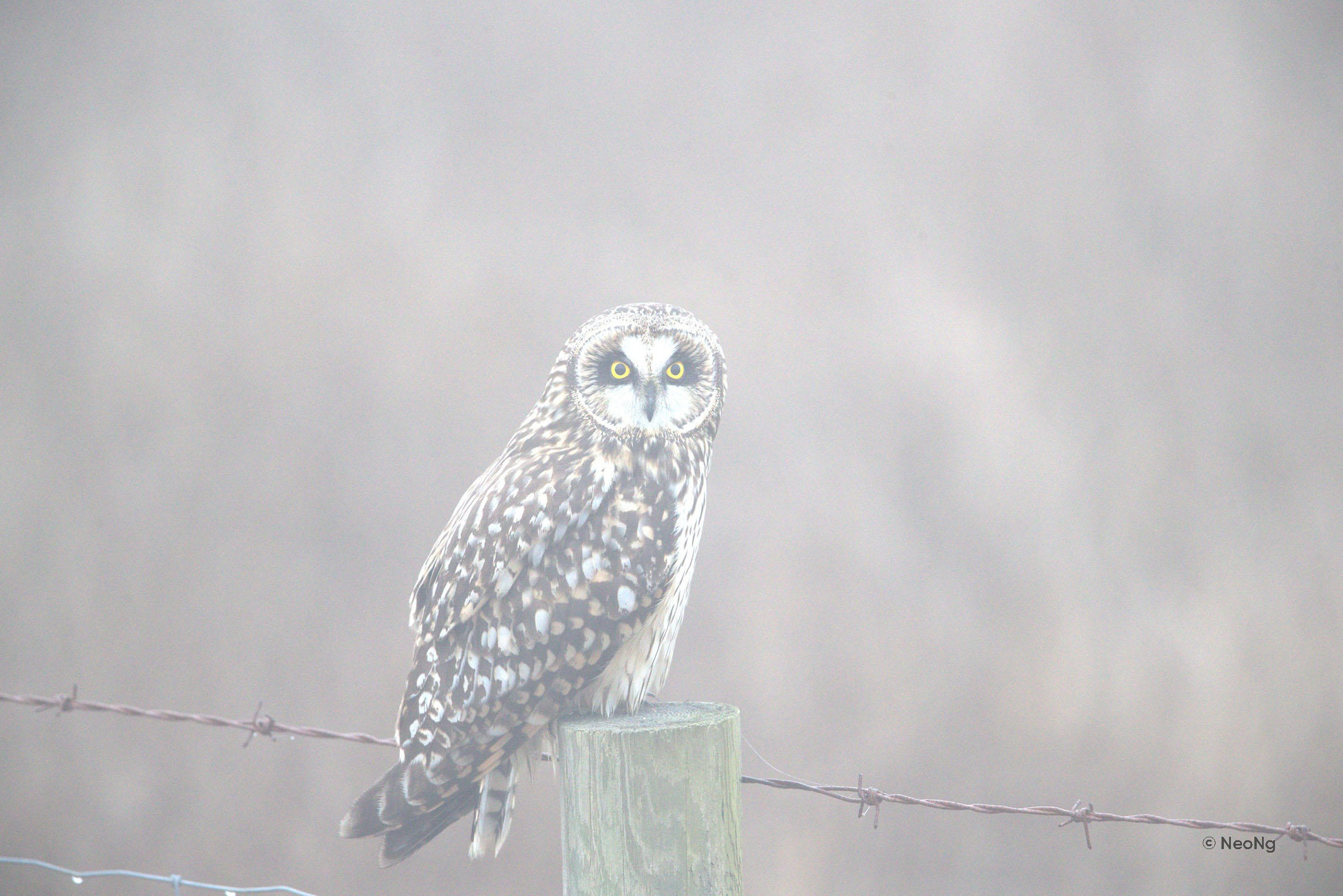 Sharpen an Image With Minimum Effort Using Luminar 4(4)