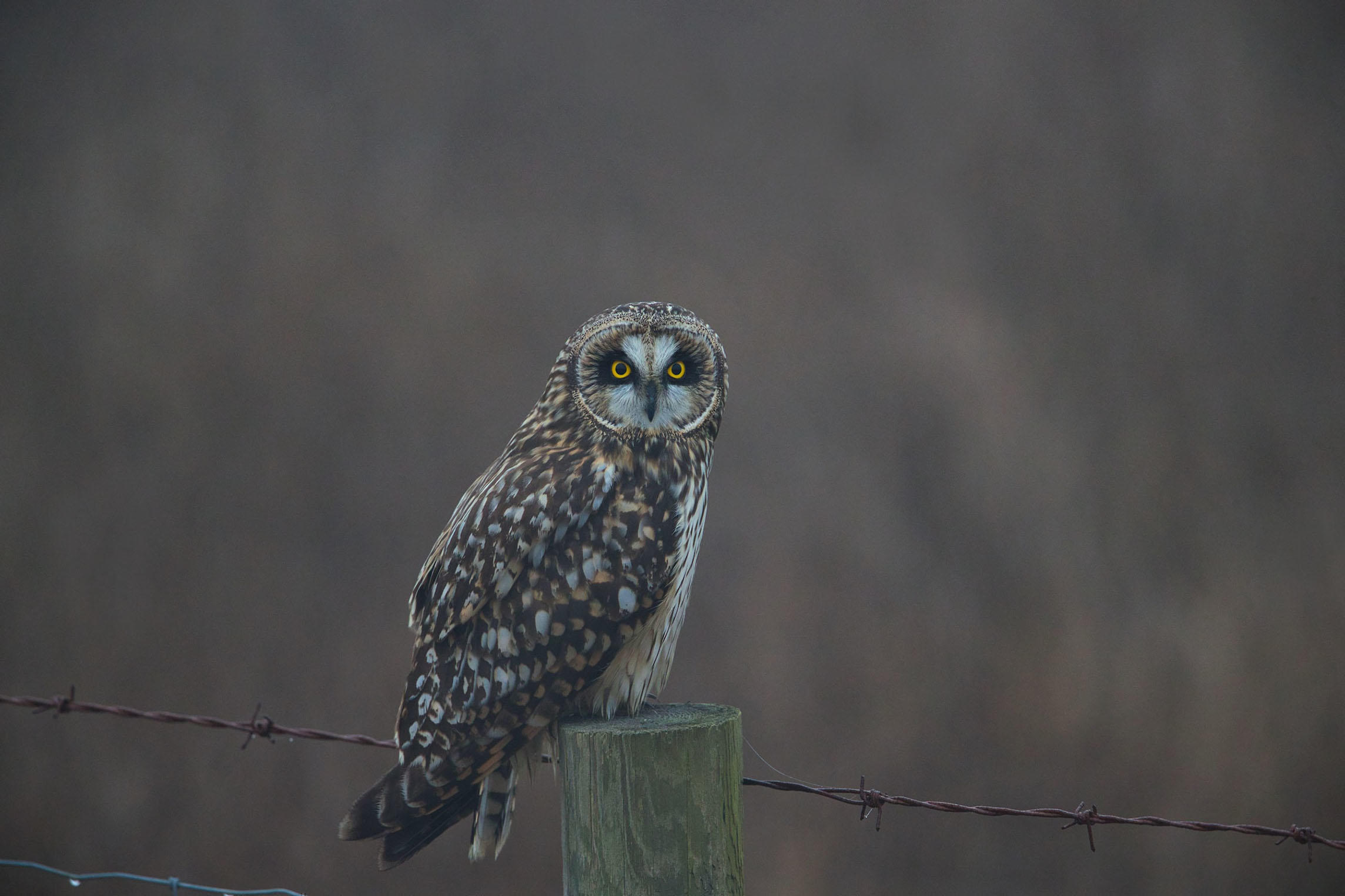 Sharpen an Image With Minimum Effort Using Luminar 4(5)