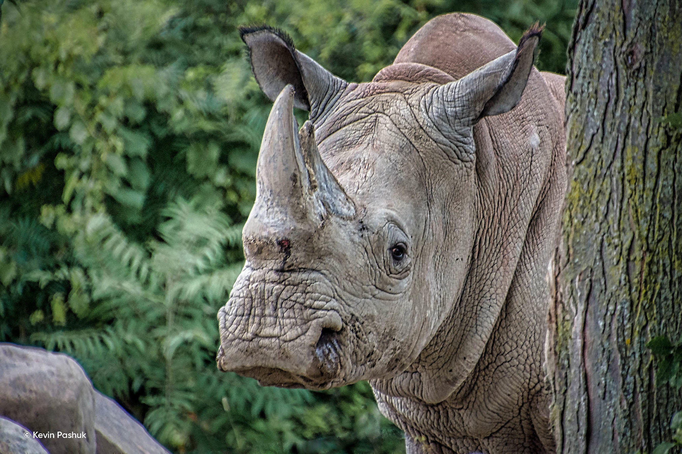 luminar ai download