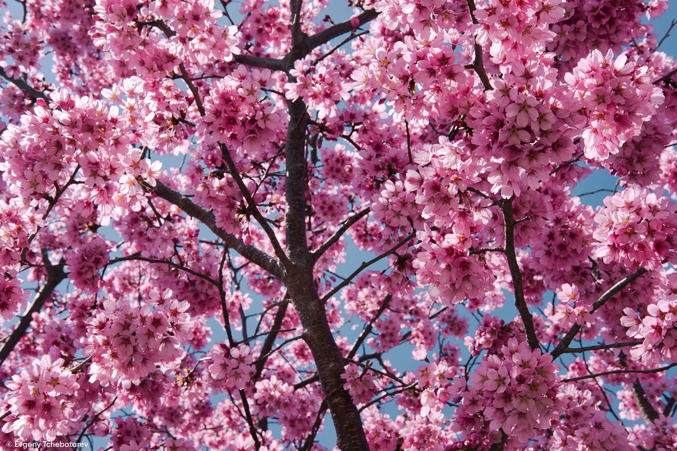 Sharpen an Image With Minimum Effort Using Luminar 4(15)