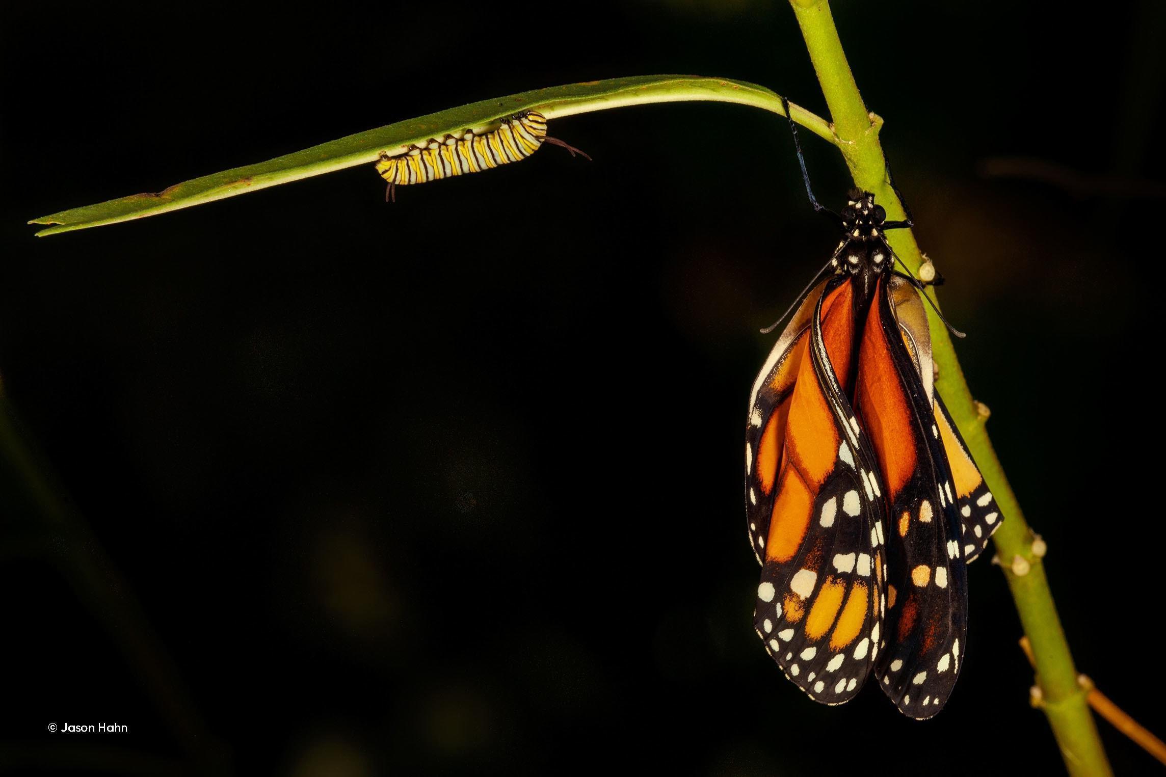 Sharpen an Image With Minimum Effort Using Luminar 4(14)