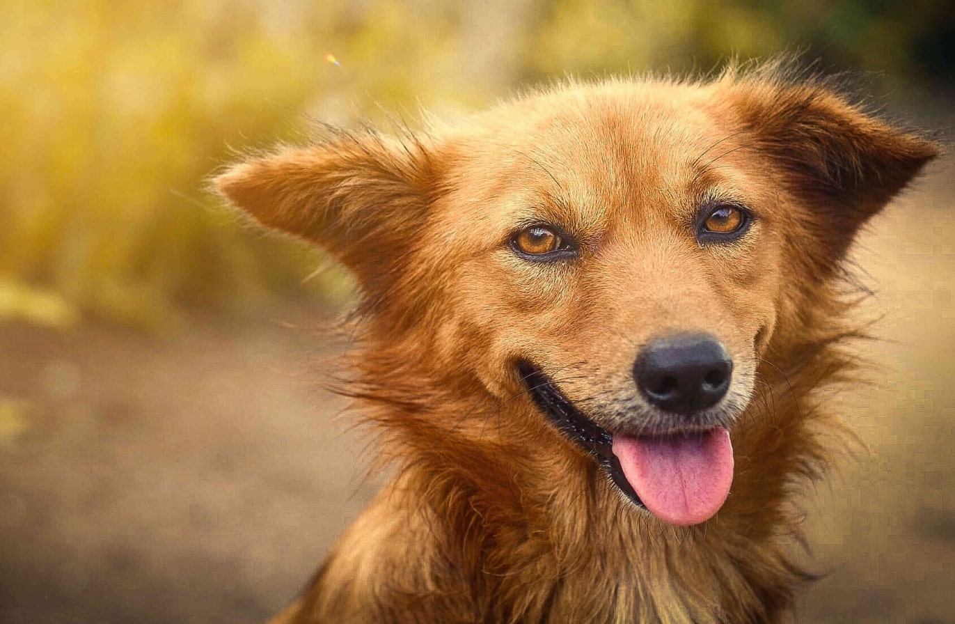 Buy Luminar | Skylum(46)