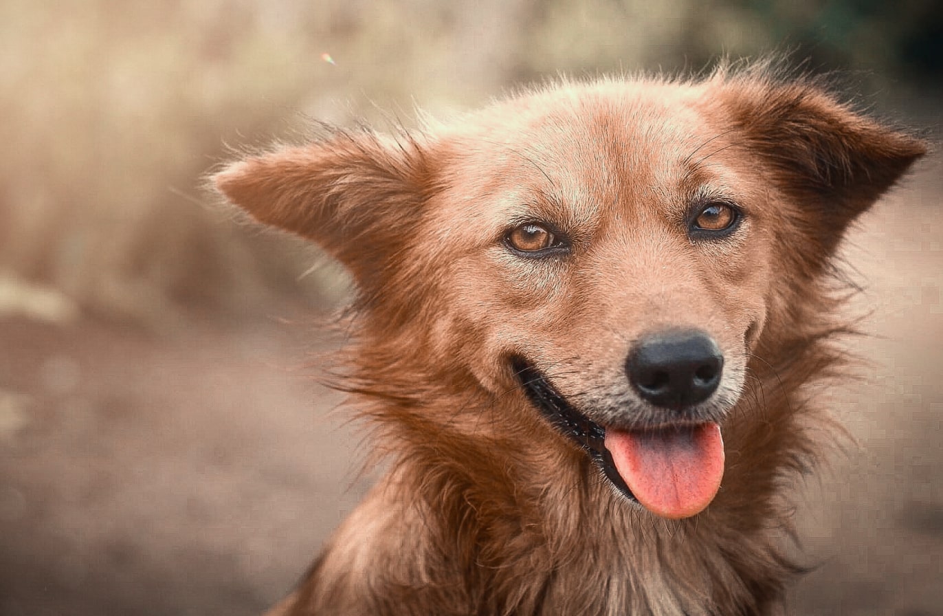 Buy Luminar | Skylum(45)