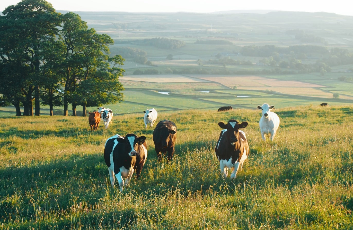 Buy Luminar | Skylum(50)