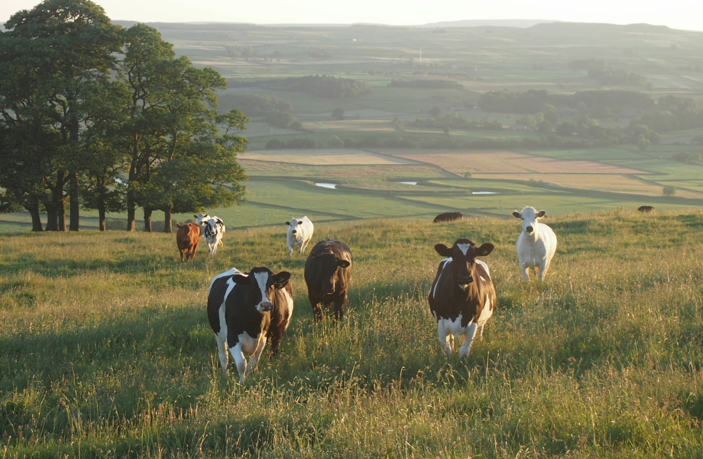 Buy Luminar | Skylum(49)