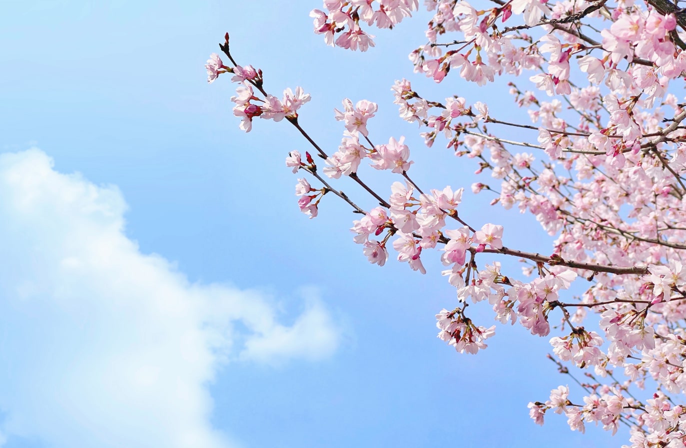 Buy Luminar | Skylum(44)