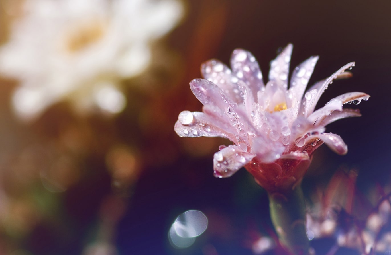 Buy Luminar | Skylum(56)