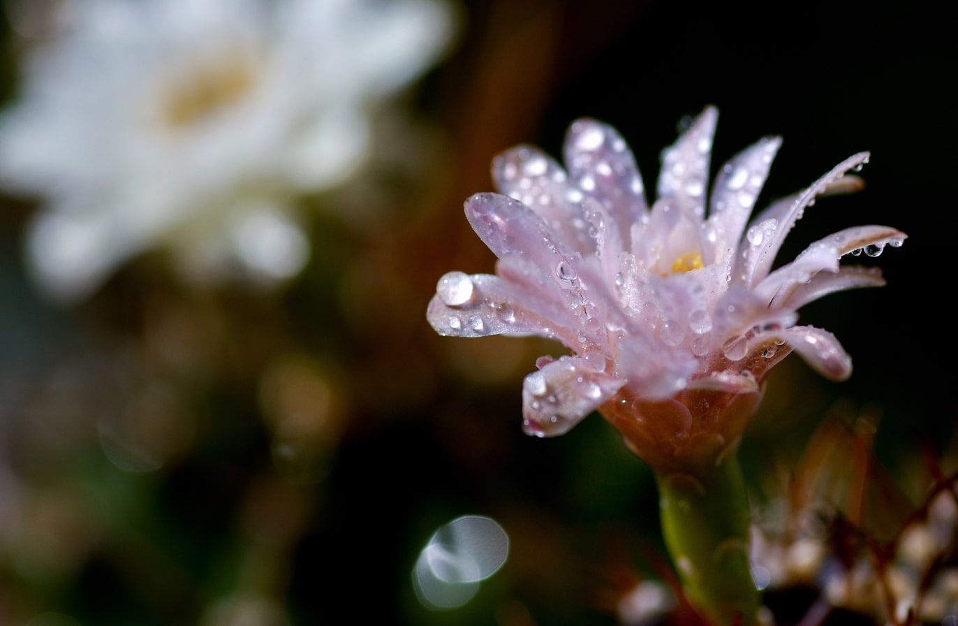 Buy Luminar | Skylum(55)