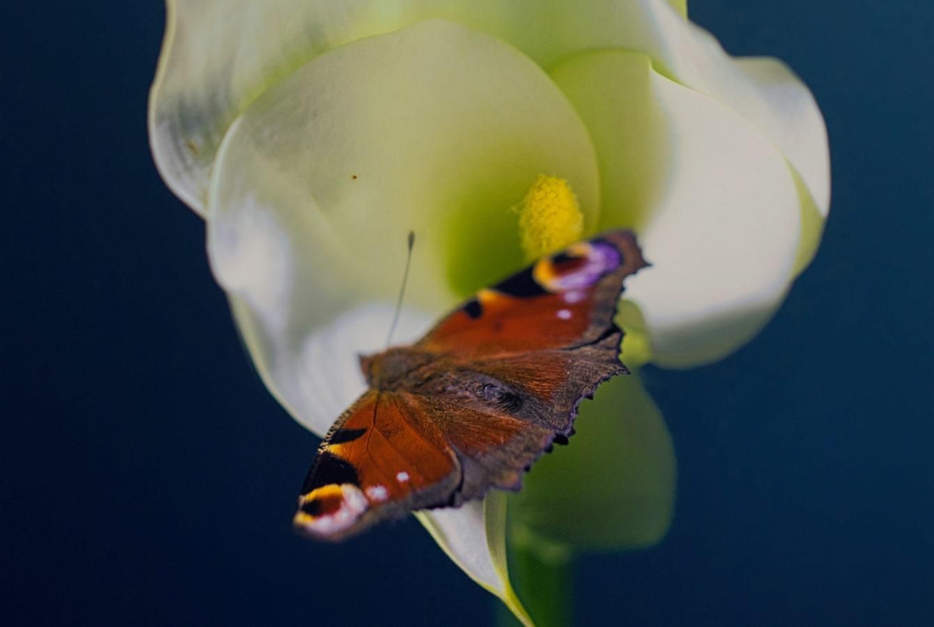 Image Sharpener: Make Picture Clearer with AI Sharpen Tool I Skylum