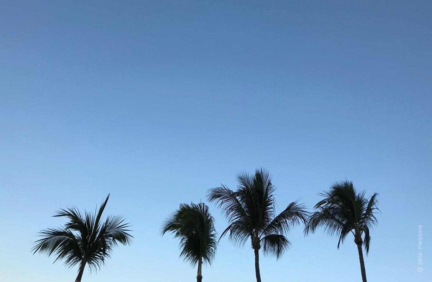 Acquista Luminar | Skylum(119)