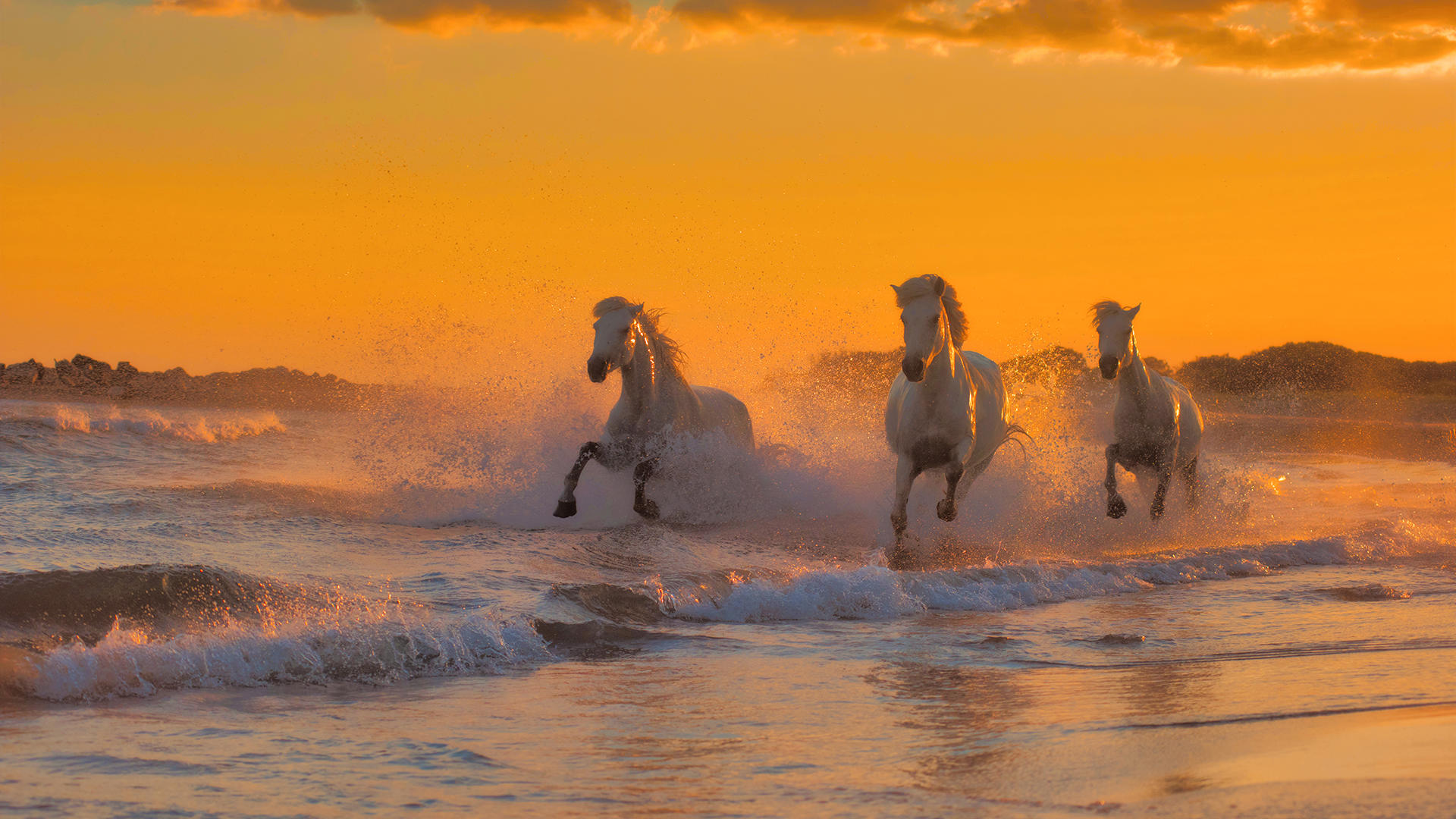 Buy Luminar | Skylum(131)