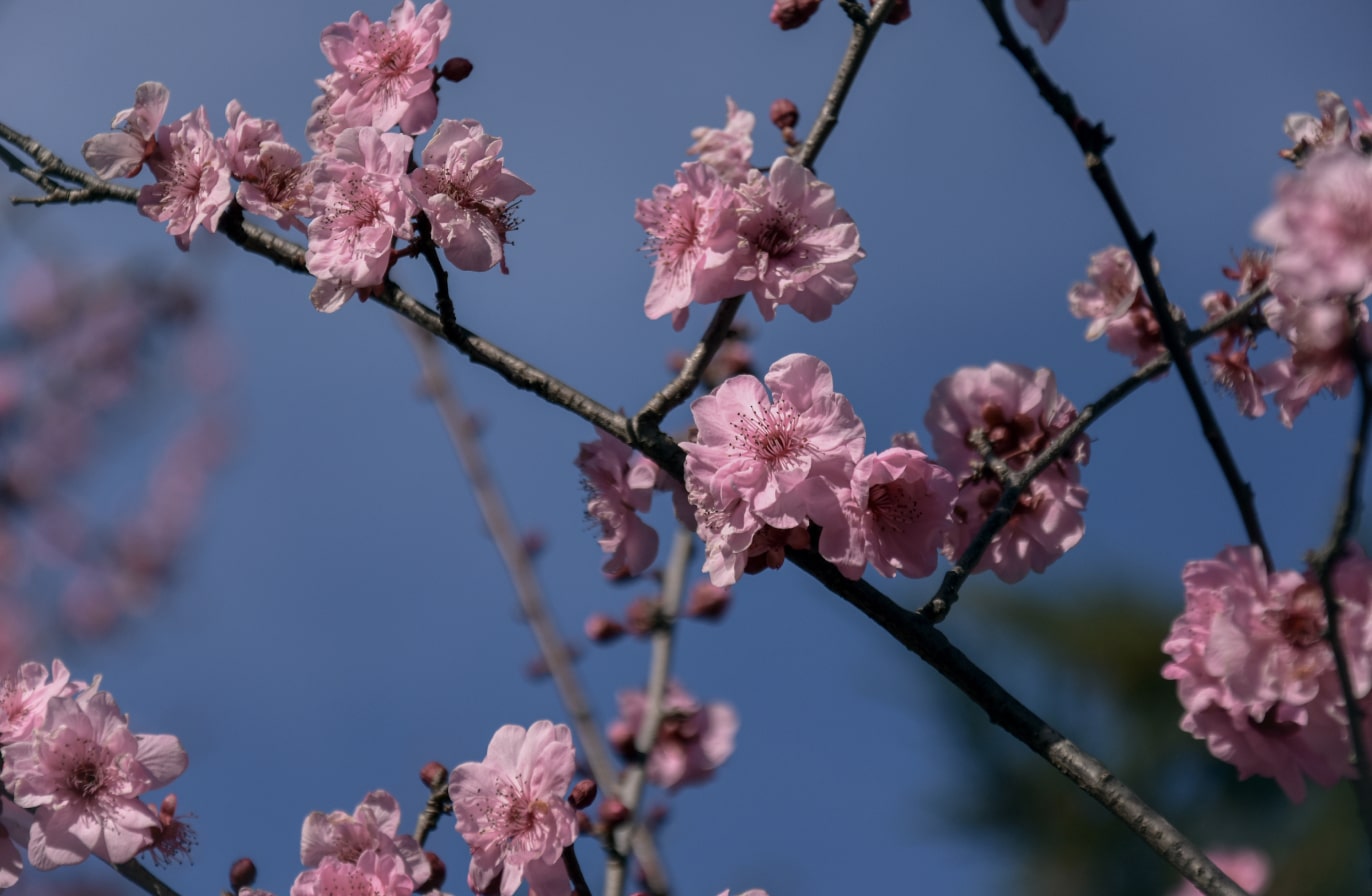 Buy Luminar | Skylum(53)