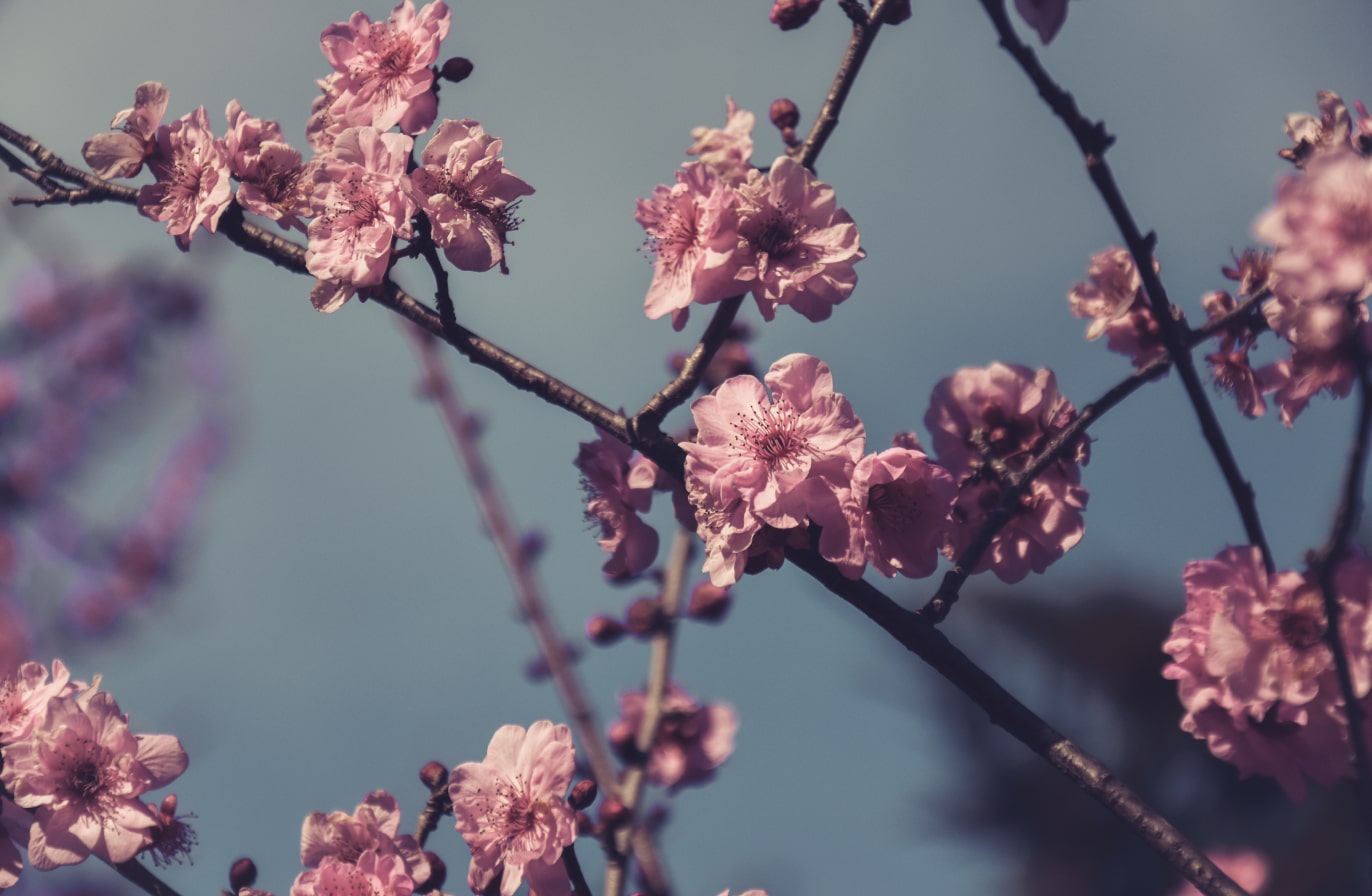 Buy Luminar | Skylum(54)