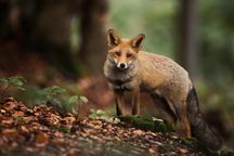 X メンバーシップ ー 参加して写真編集用、ここだけの限定アセットを手に入れよう(262)