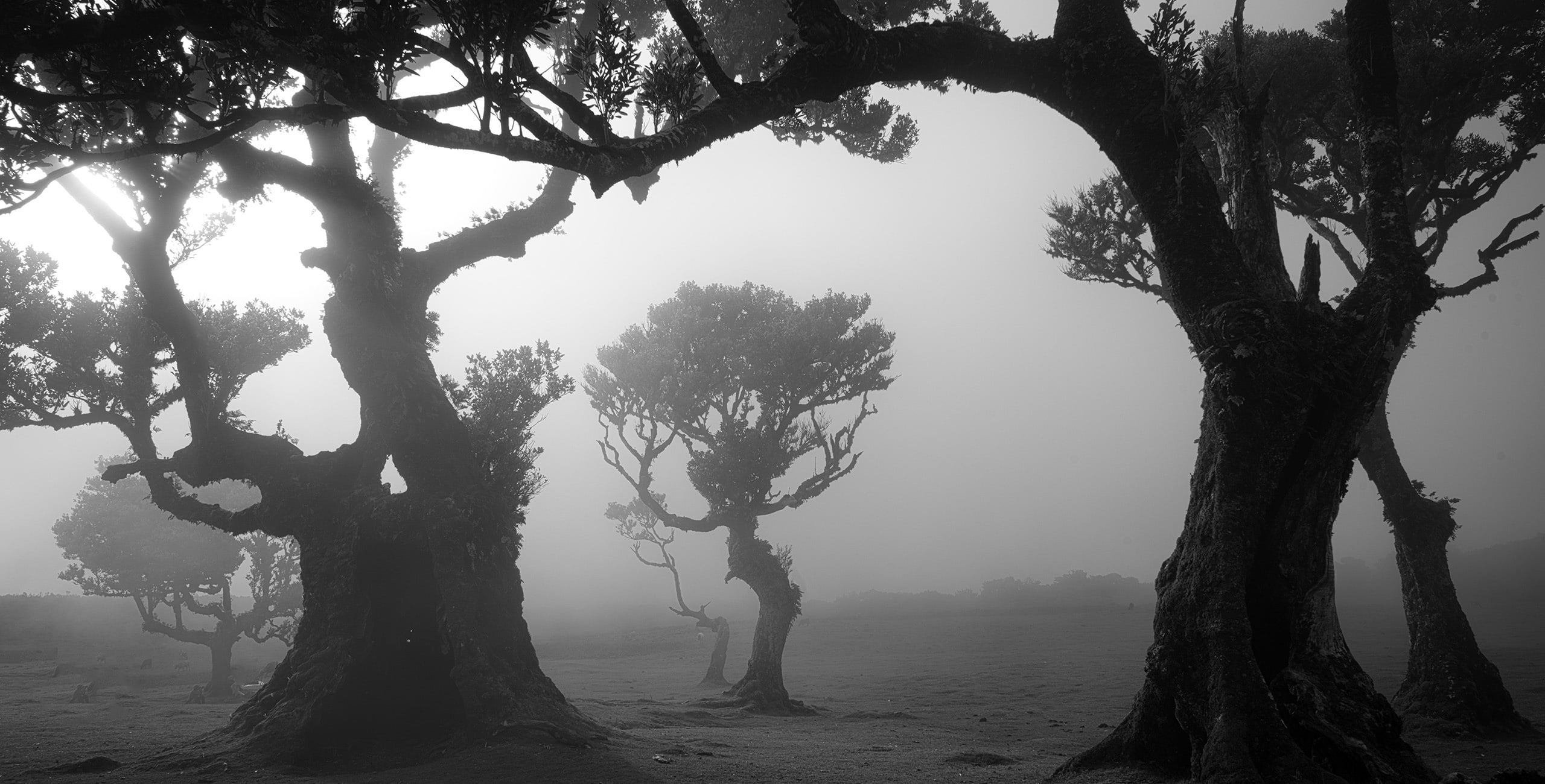 Buy Luminar | Skylum(32)