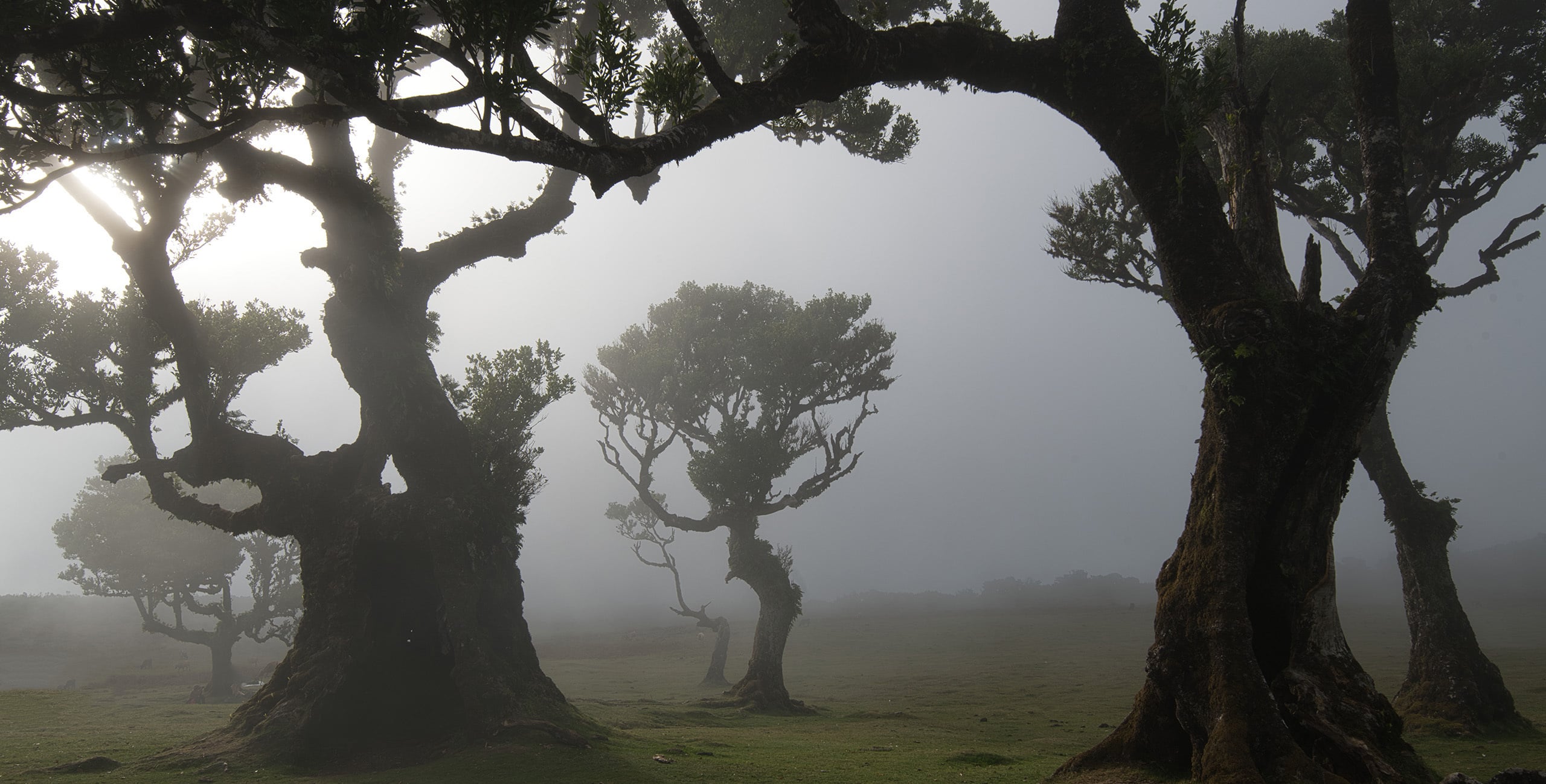 Buy Luminar | Skylum(31)