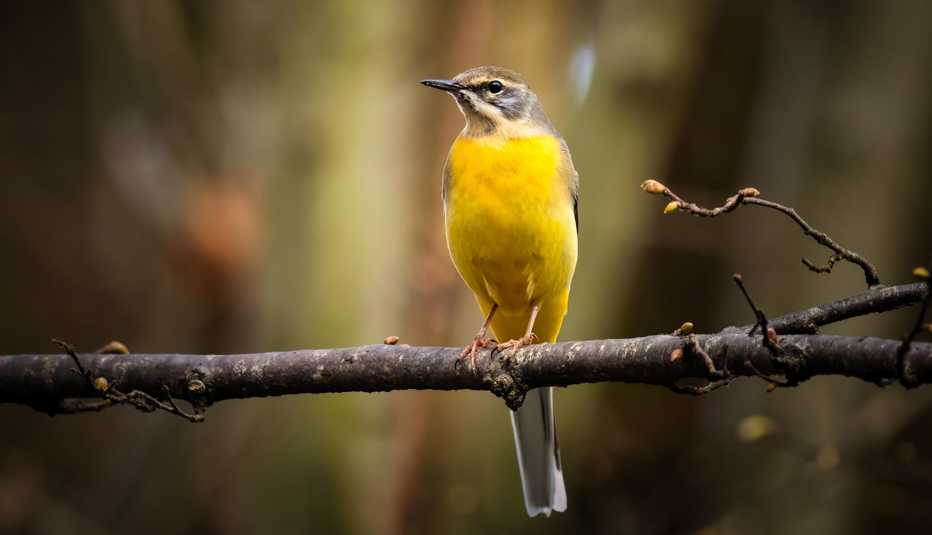 Birds & Wings Presets(50)
