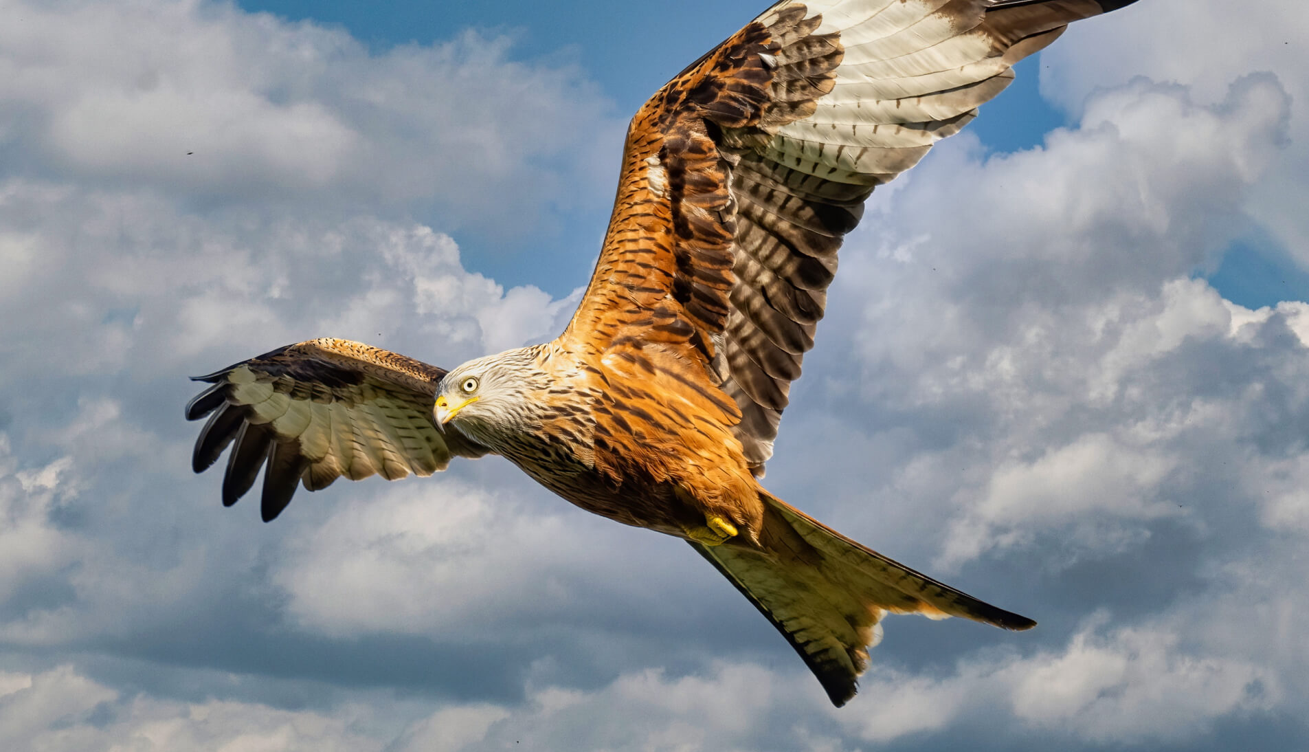 Birds & Wings Presets(50)