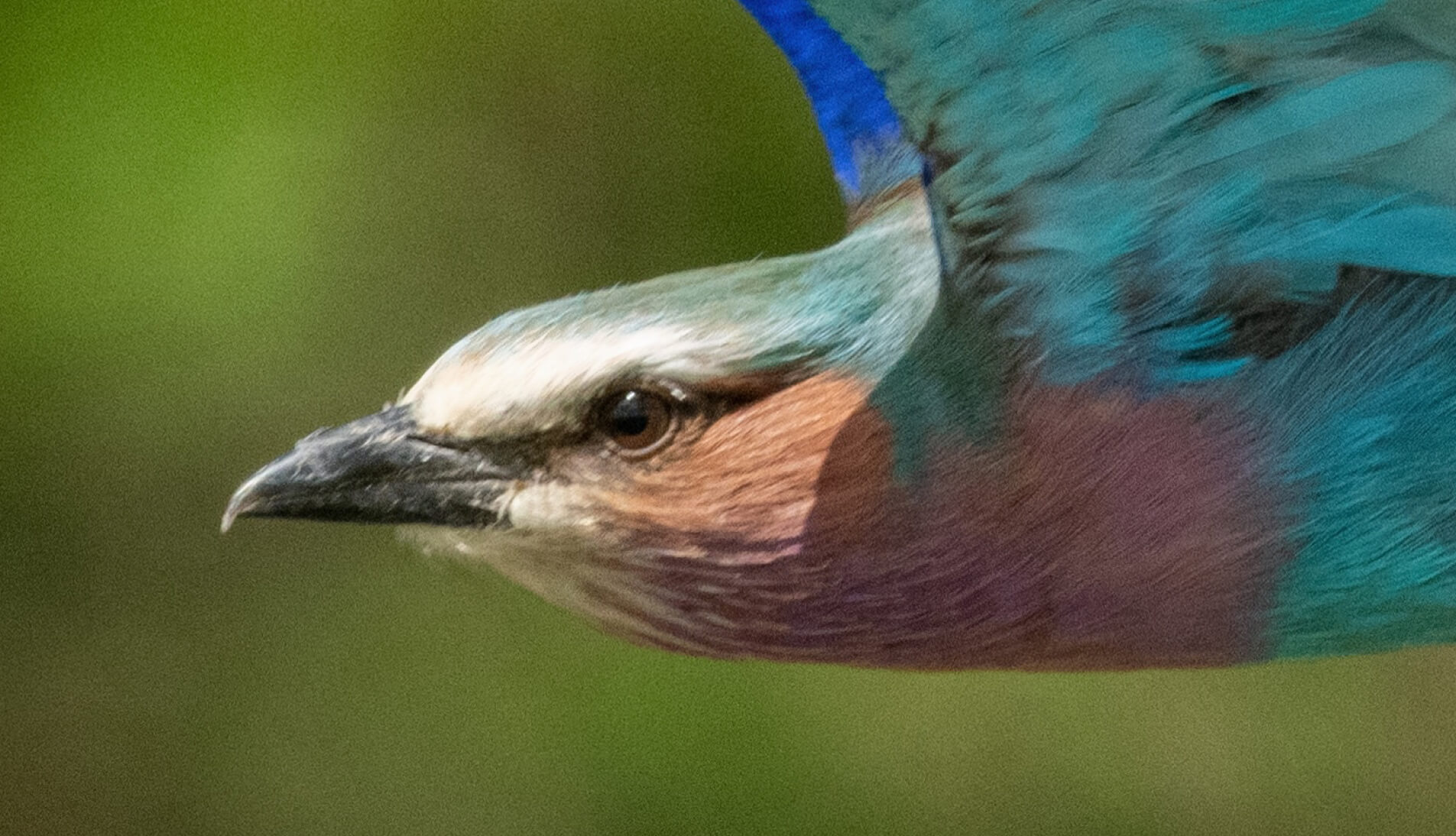 Birds & Wings Presets(50)