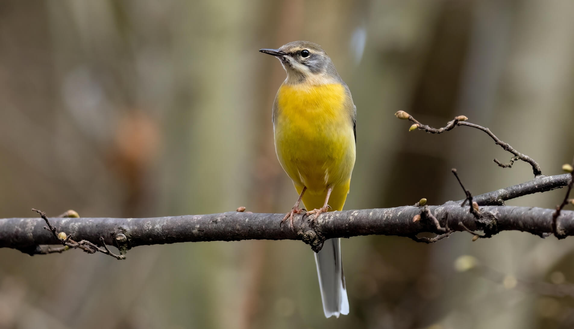Birds & Wings Presets(49)