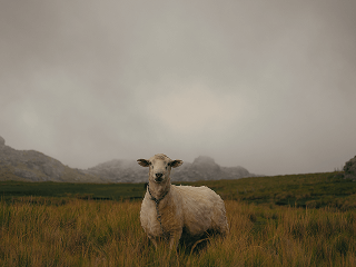 Ecosistema Luminar: accede a Luminar desde cualquier dispositivo(10)