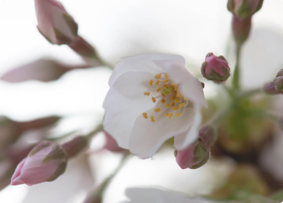 Unlock pro photography courses with 90% Off(17)