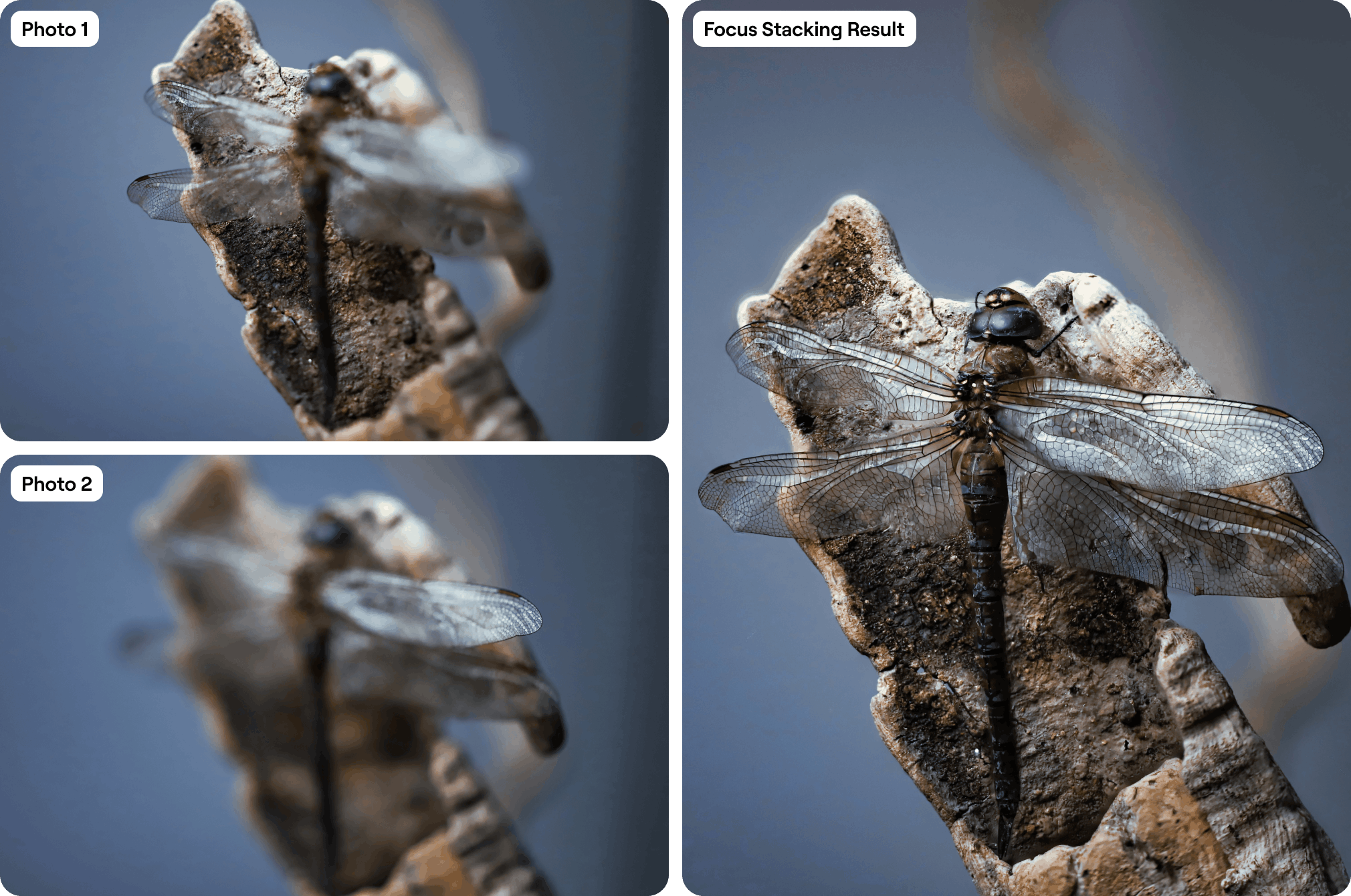 Unblur Image: Remove Blur From Photo(11)