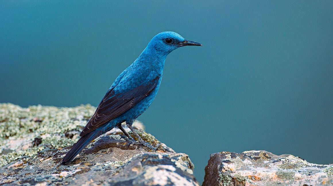 Kostenlose Lightroom-Presets für Film-Fotos: Zum Herunterladen antippen(13)