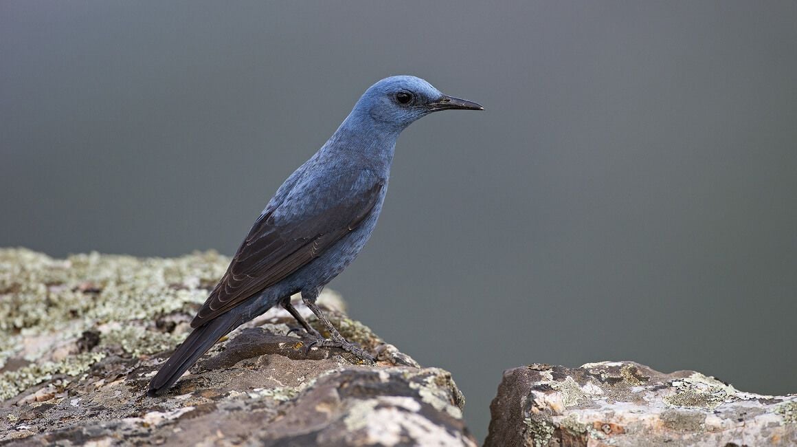 Kostenlose Lightroom-Presets für Film-Fotos: Zum Herunterladen antippen(12)